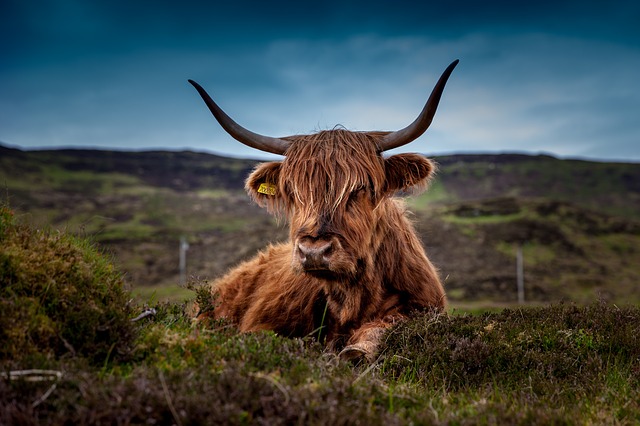 skotská kráva